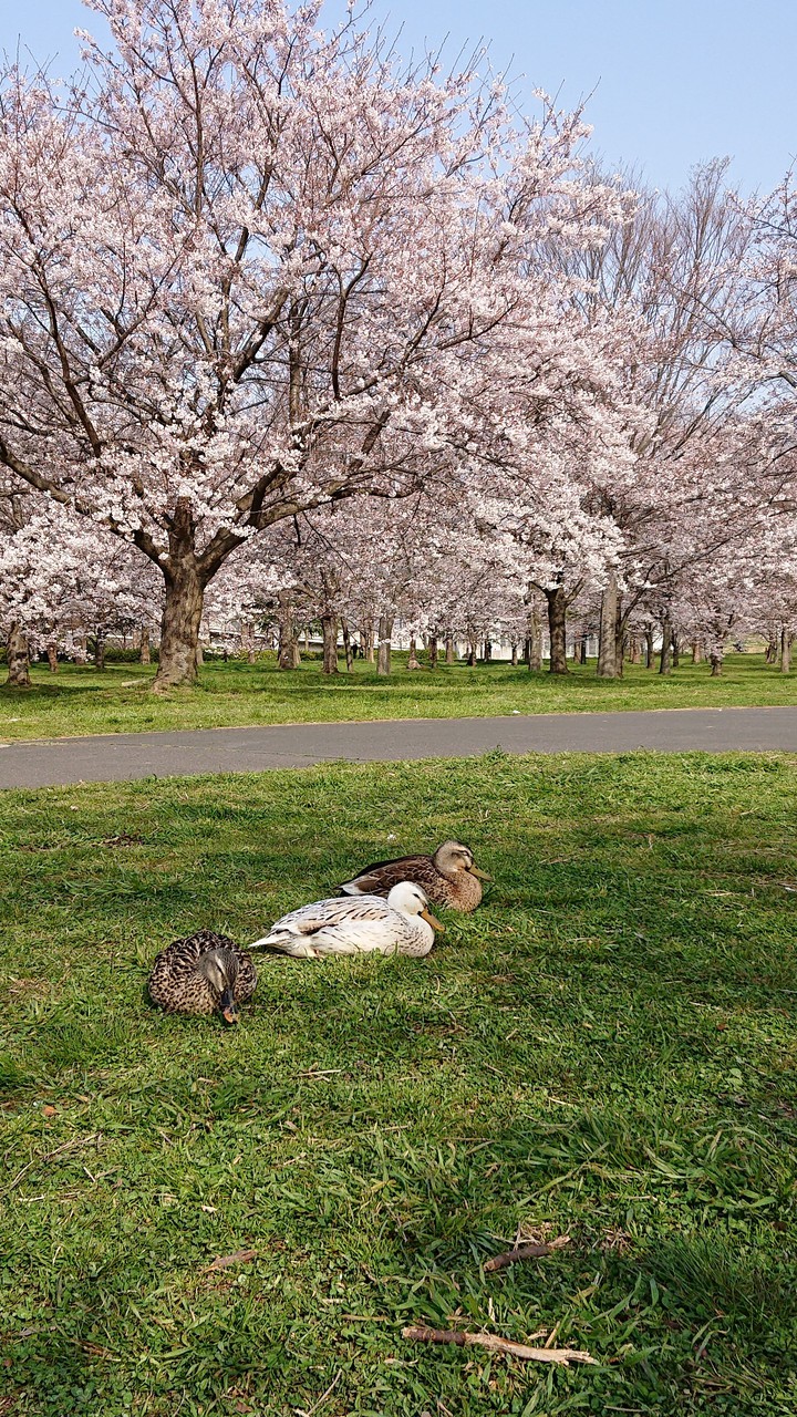 duck in bloom