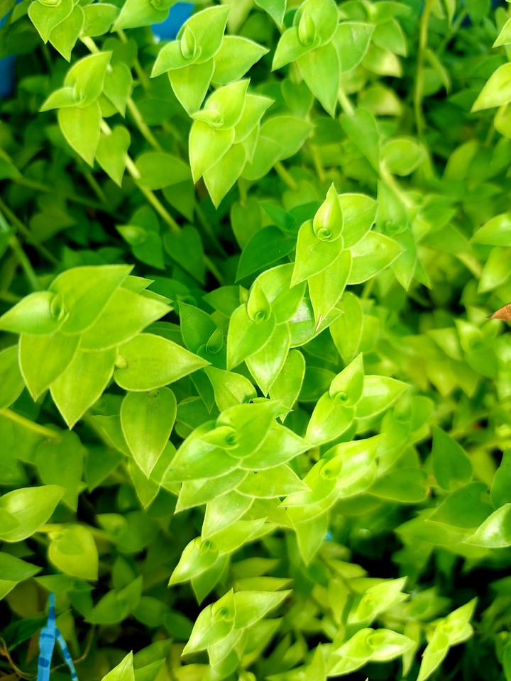 wandering jew