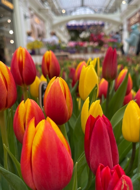 tulip, flower Hintergrundbilder