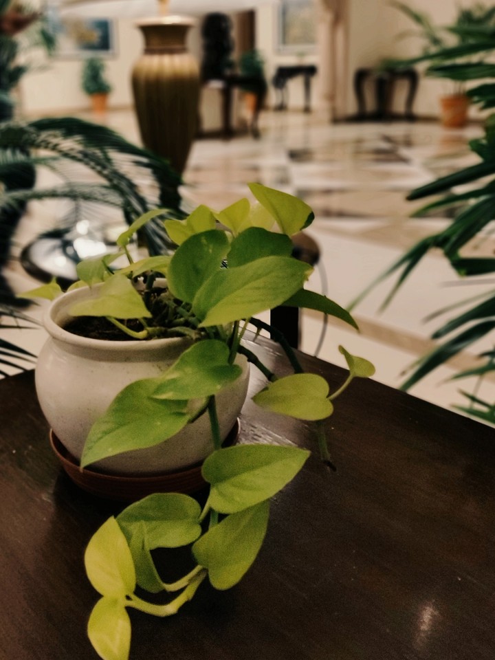 plant