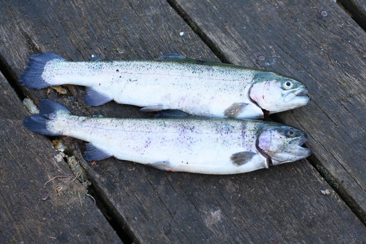 Fish Forelle
