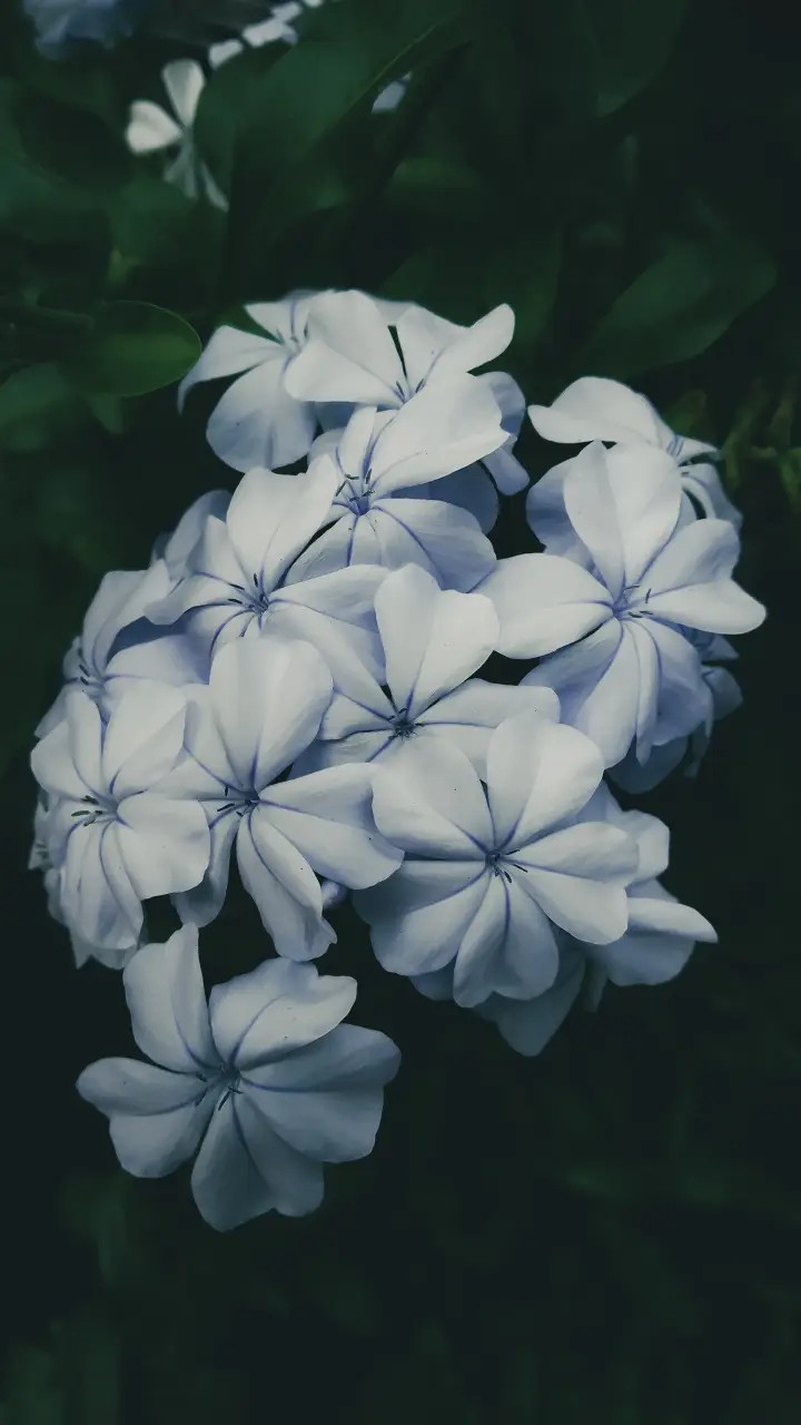 Flower~