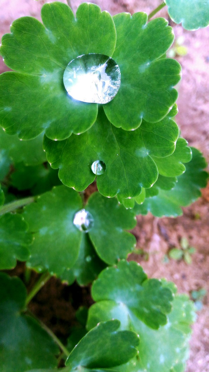 Beauty underfoot