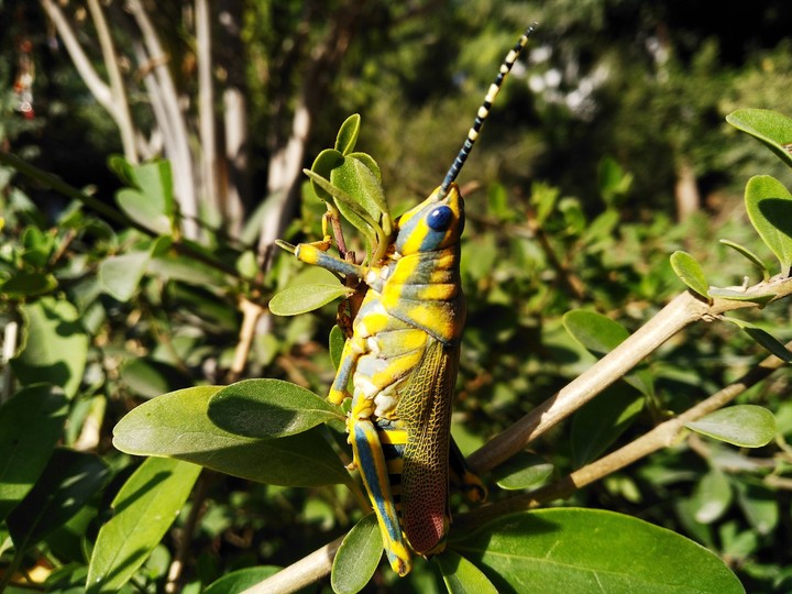 insects