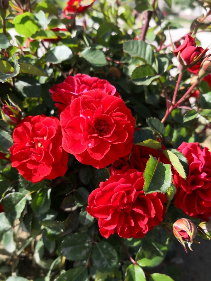 rose