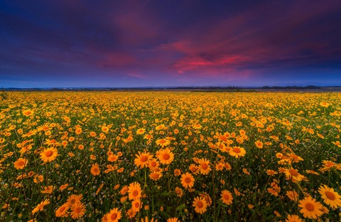 Springscape