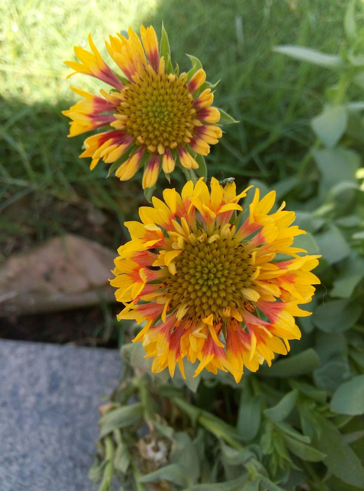 Flower.
