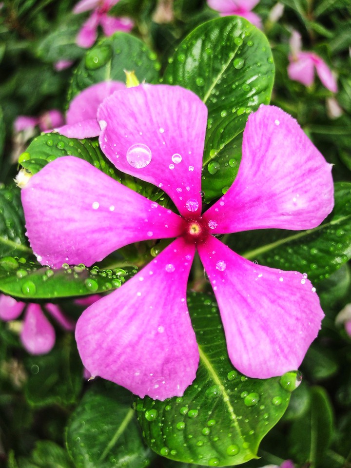 flower