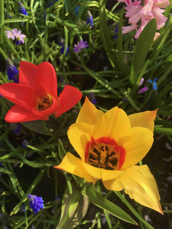 At the Keukenhof Park, 2019