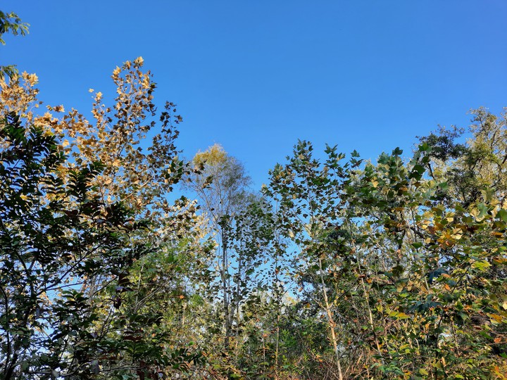 cielo