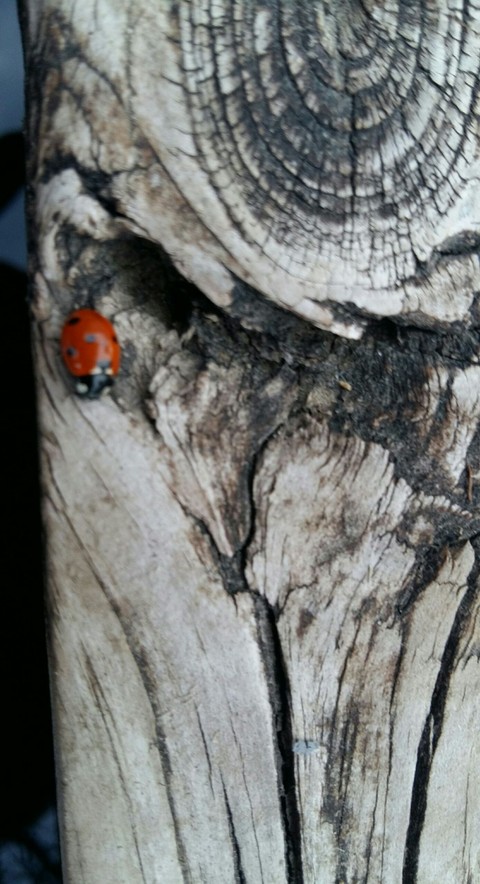 Ladybug on a dock
