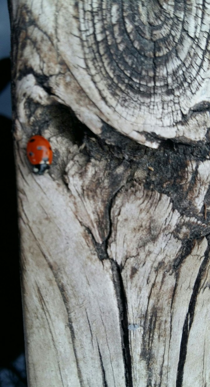 Ladybug on a dock