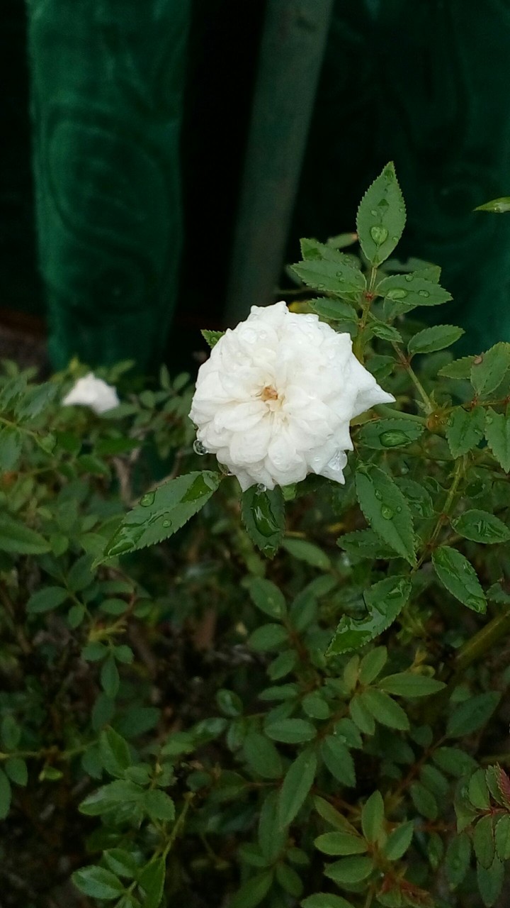 white rose