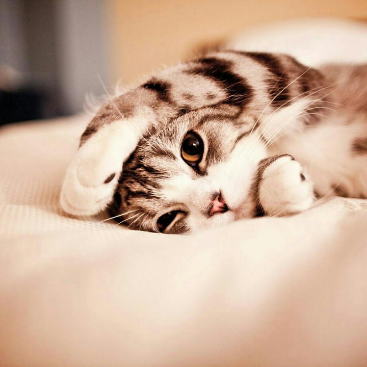 cutie kitty