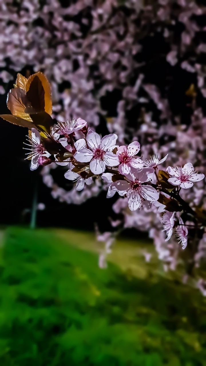 plum's flowers