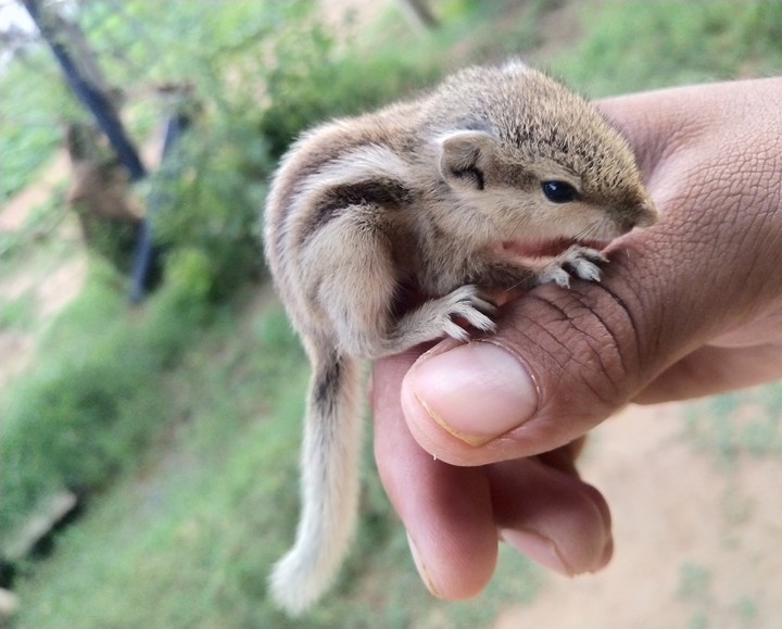 squirrel cute baby