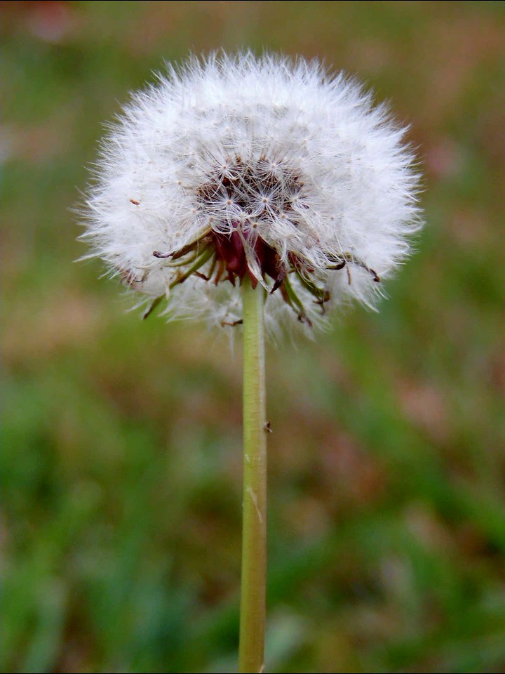 Dandelion