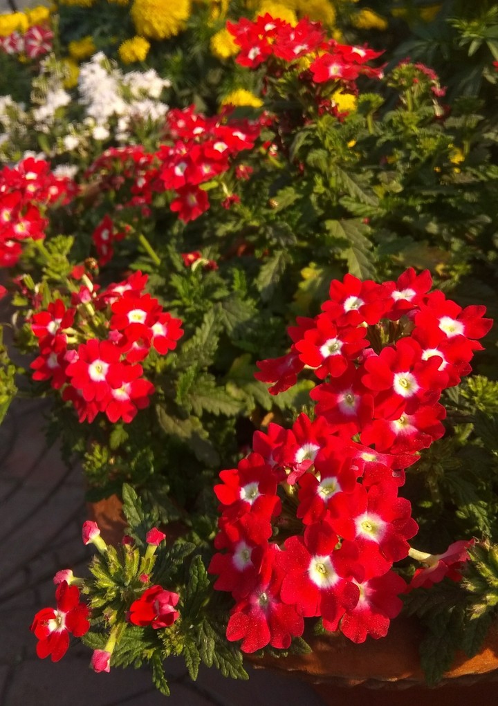 Red color of love