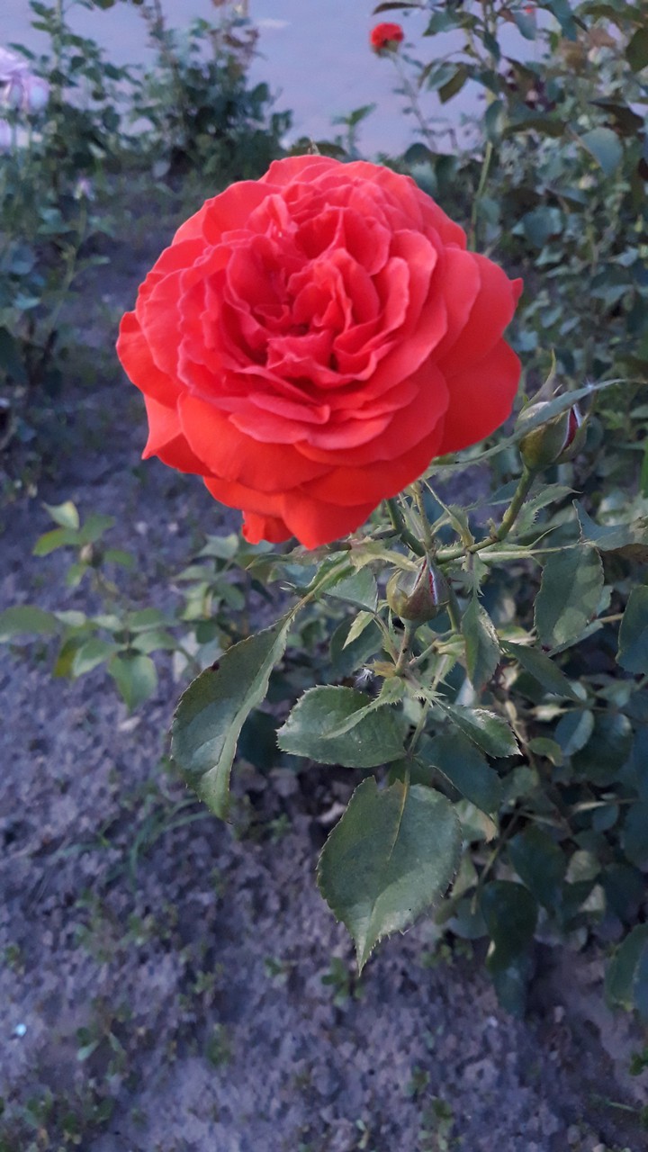 rose