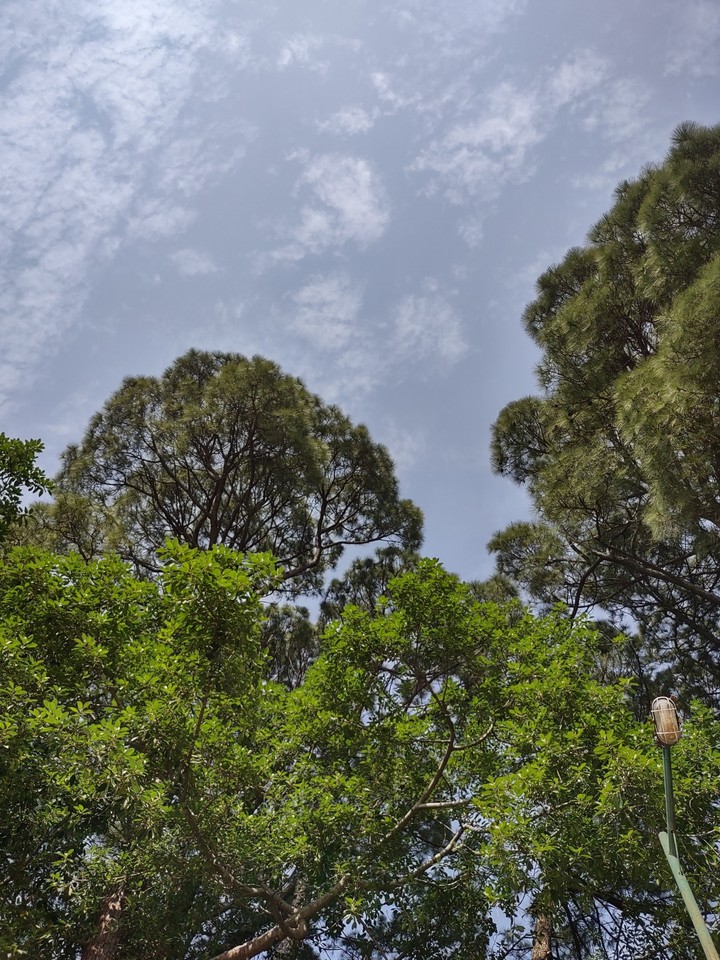 Forestry