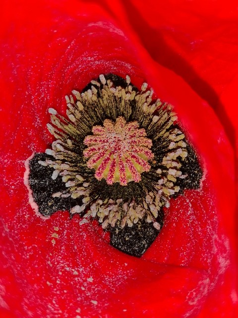 Mohnblüte in Macro