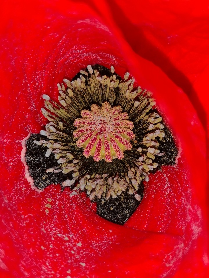Mohnblüte in Macro