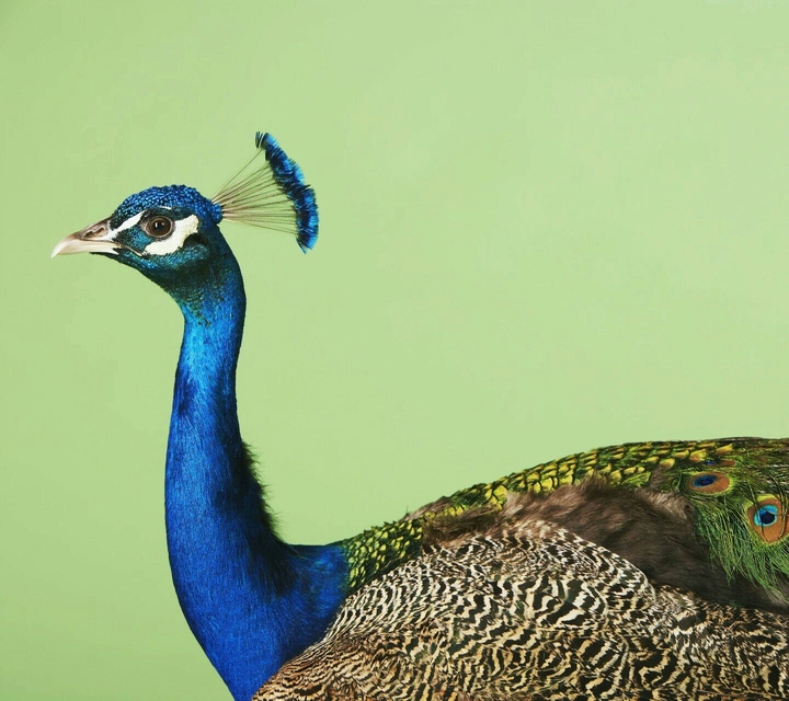 peacock flair