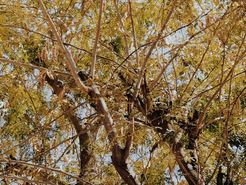 old ceras tree