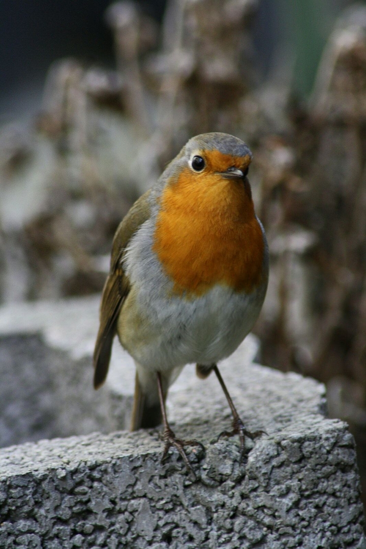 Robin