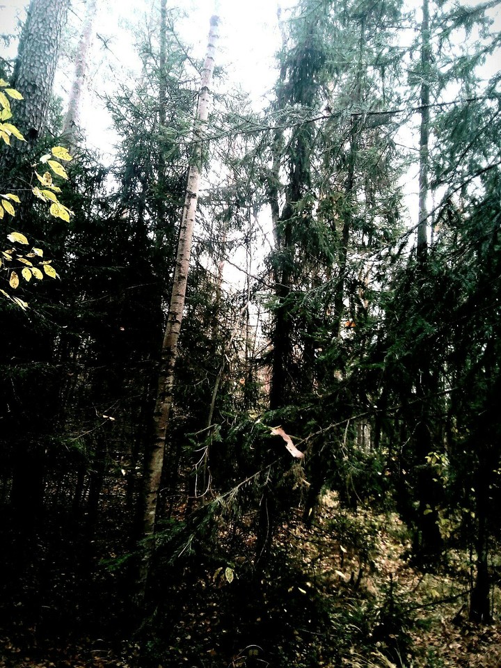 forest