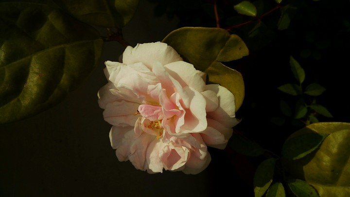 white rose