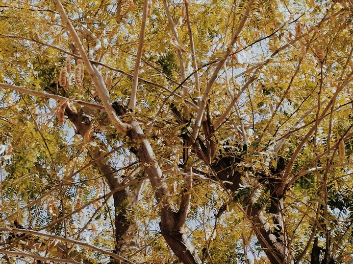 old ceras tree