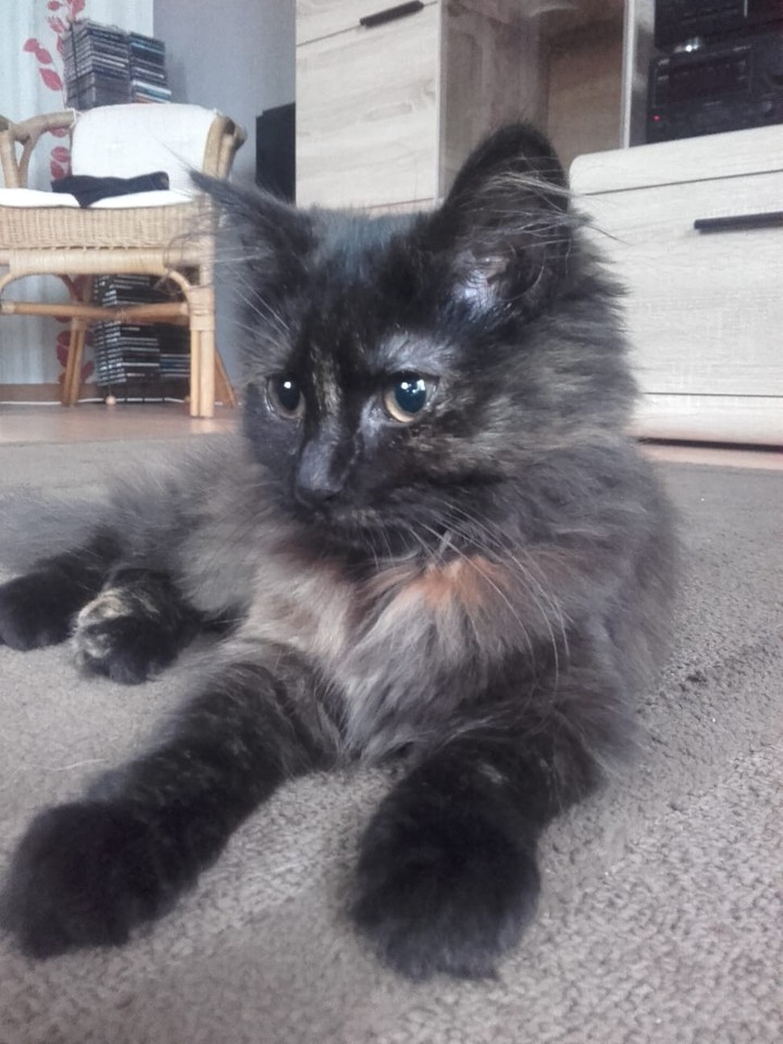 Lucilla