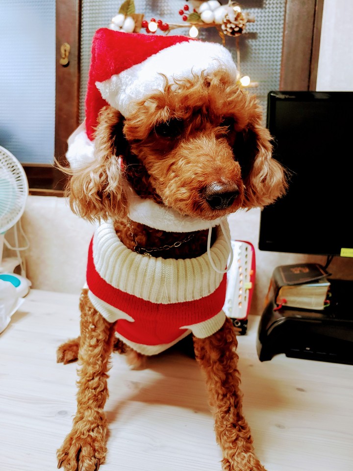 산타 푸들