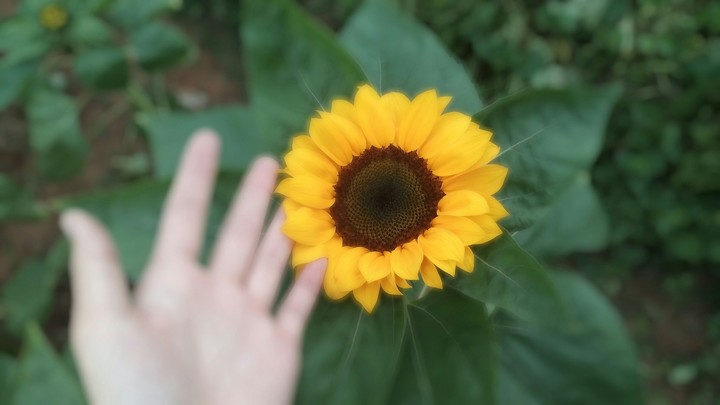 Sunflower