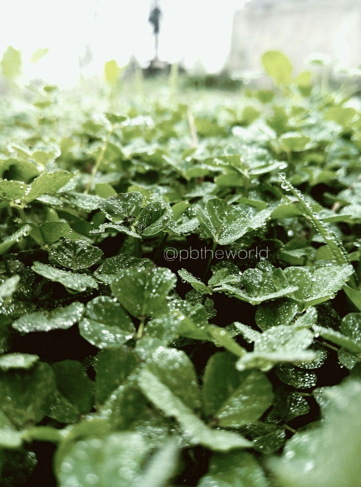 droplets on Small Leaves