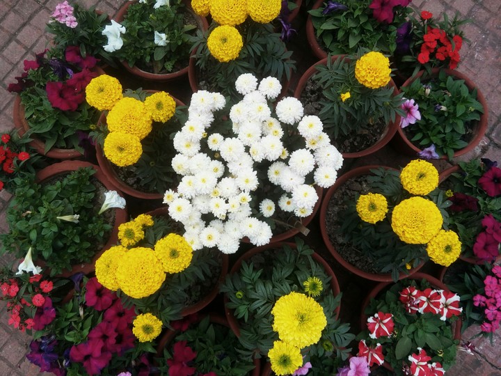 Bunch of Flowers