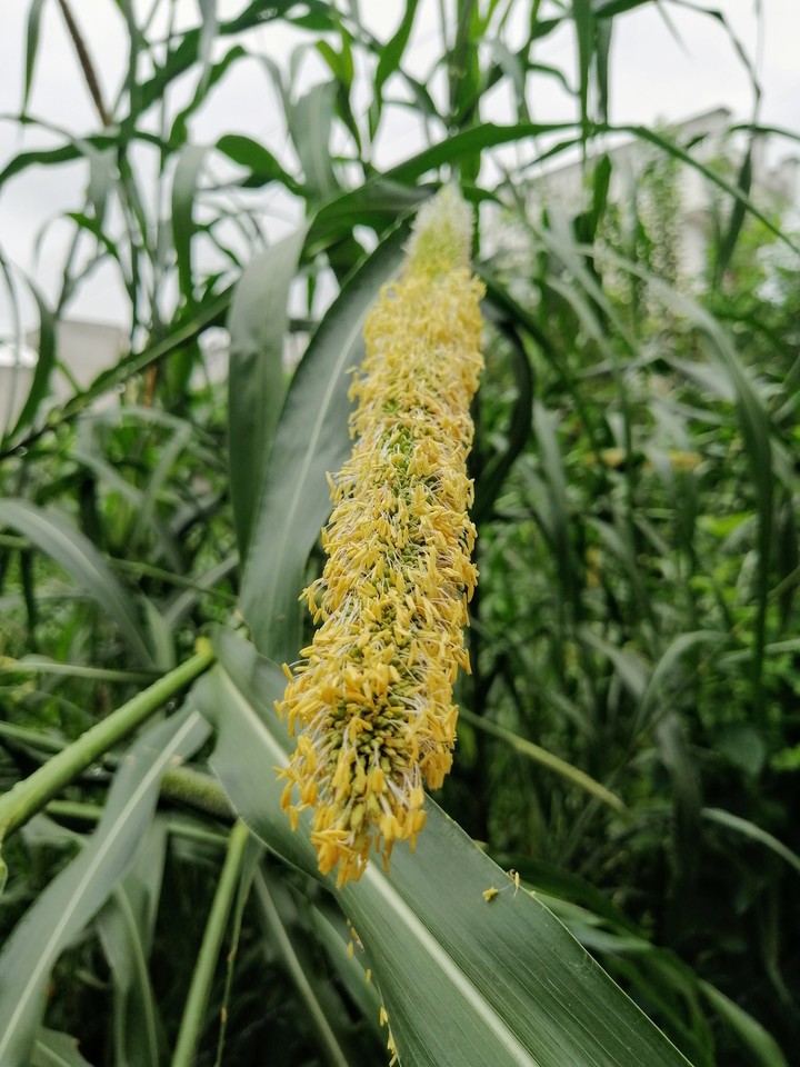 bajra