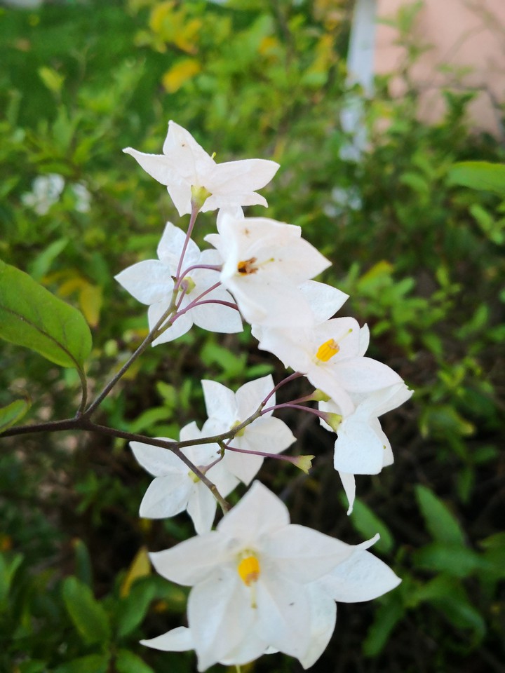 Fiore