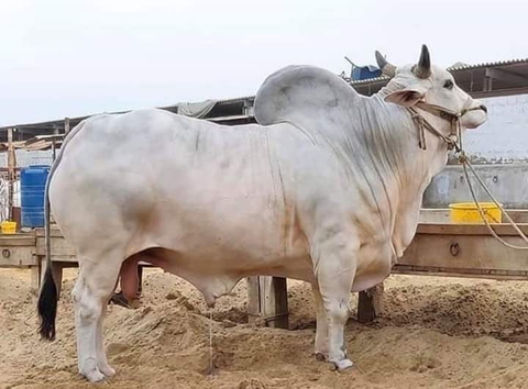 animal