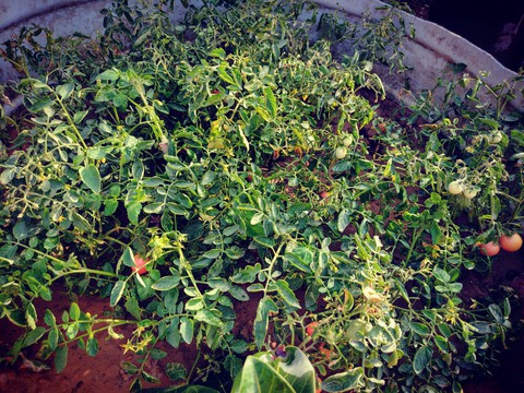 cherry tomatoes