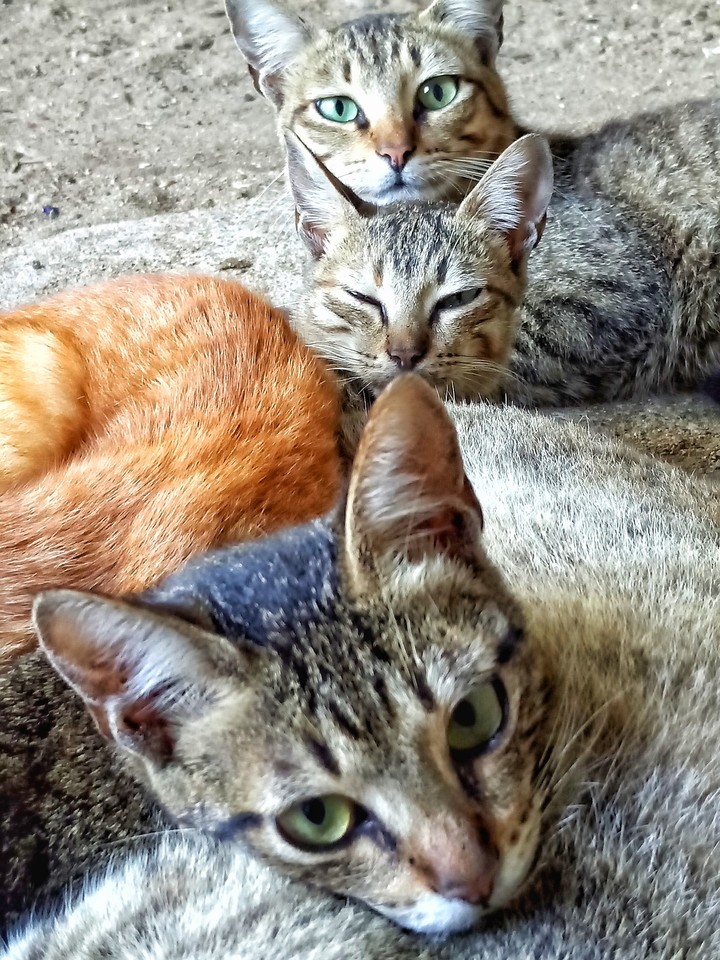 Cats