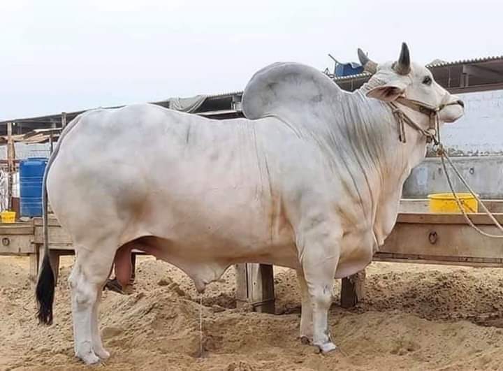animal