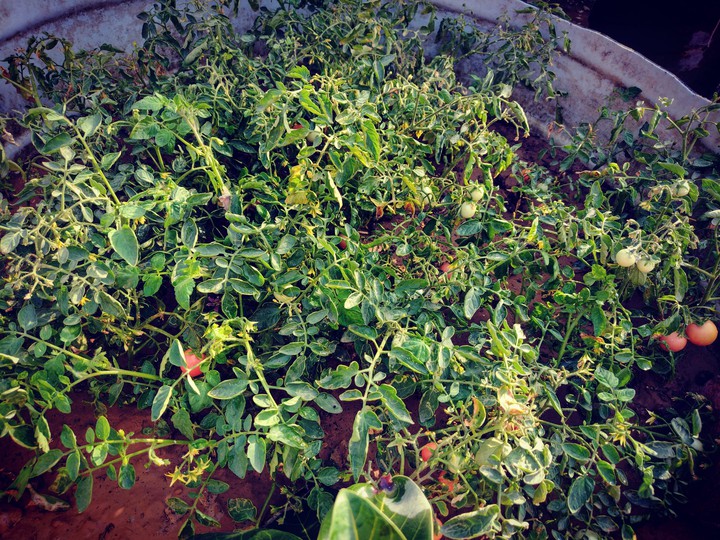 cherry tomatoes