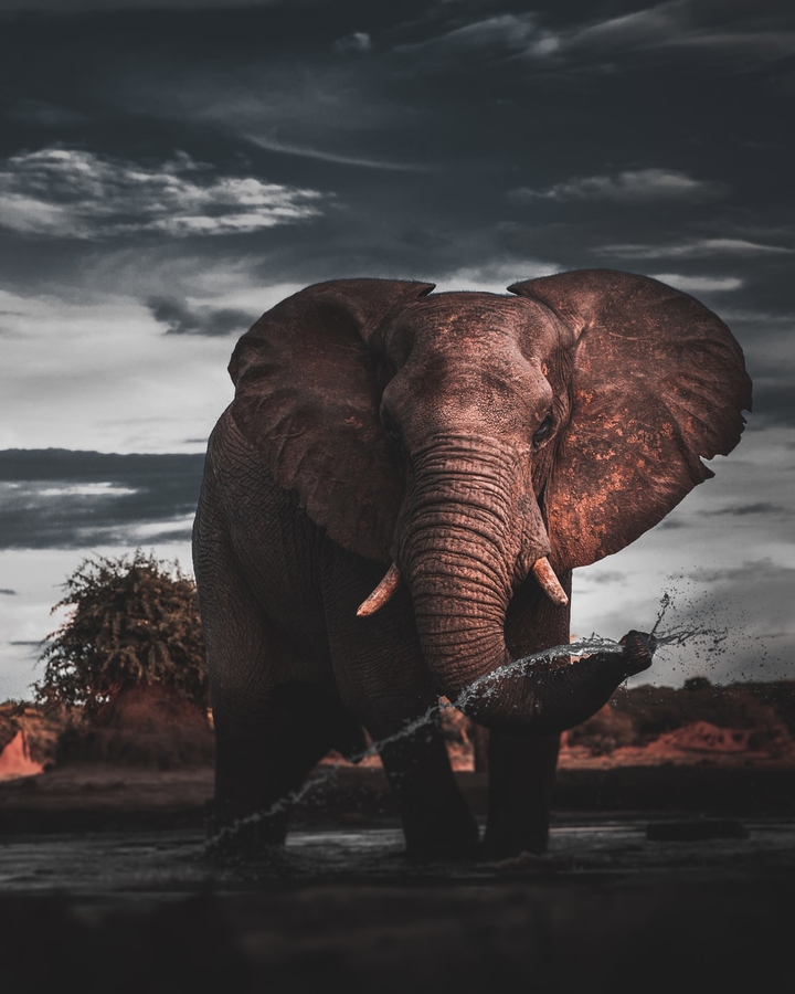 Elephant