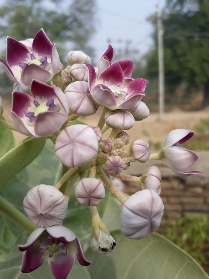 Flower