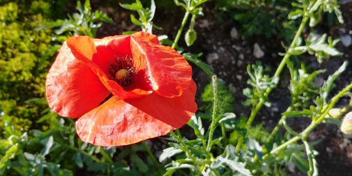 Poppy flower