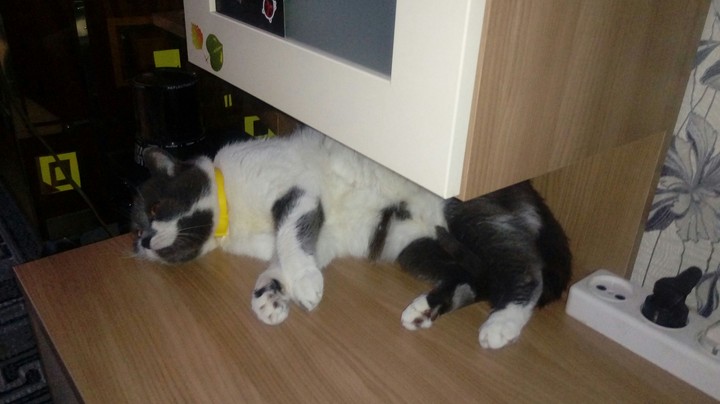 кошка