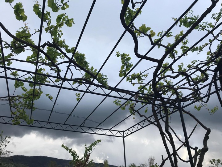 black clouds and ivy