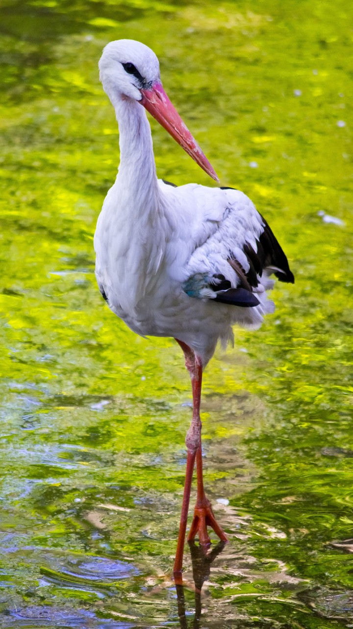 Swan
